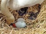 Swan Nest 2